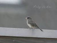 Grijze Junco [Junco hyemalis] - Schiedam (27apr2026)
